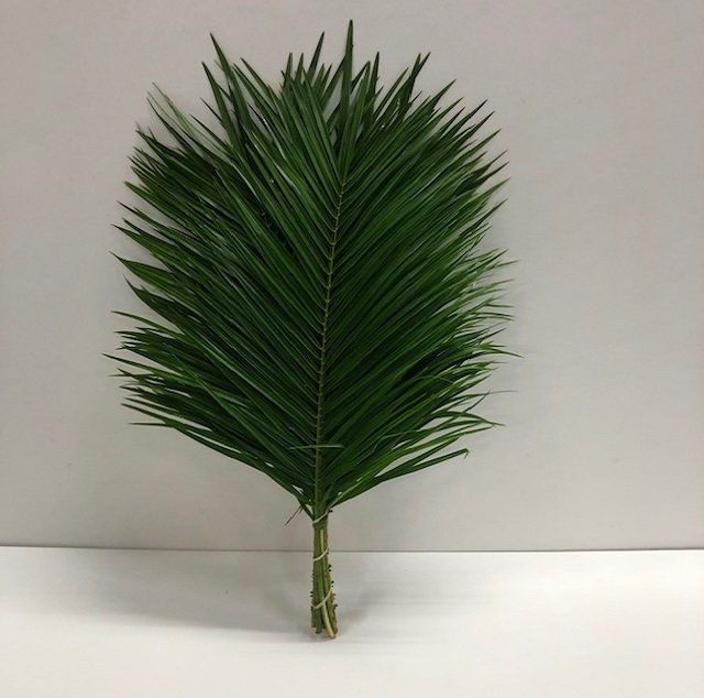 Leaf roebelini M.jpg